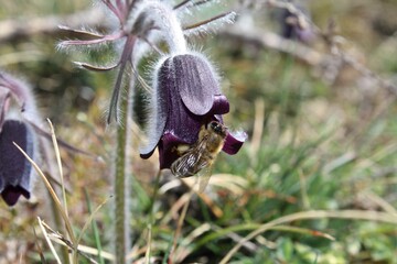 Pulsatilla pratensis, Anemone pratensis, Koniklec luční