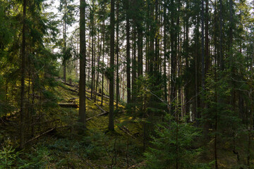 Dark green forest
