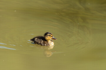 Baby Mallard duck on the Yarkon River in Tel Aviv in an early spring morning. Israel.