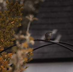 Bird in the garden