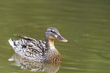 Mallard duck on the Yarkon River in Tel Aviv in an early spring morning. Israel.