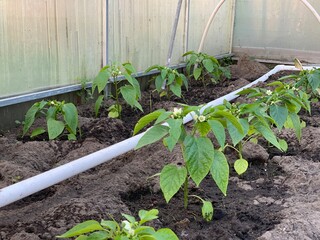 Rows of bell pepper seedlings grow in a greenhouse. Growing pepper. Greenhouse with bell pepper. Seedlings of pepper in the soil close-up. Garden and vegetable garden concept.