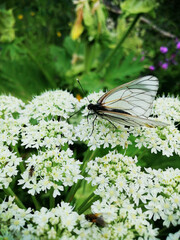 Butterfly on flowers