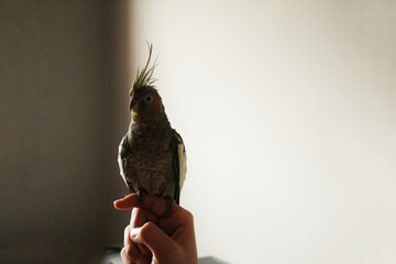bird in hand © Manuel