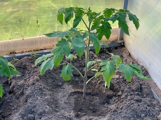 Tomato seedlings grow in a greenhouse. Growing a tomato. Seedling tomato in the soil close-up. Garden and vegetable garden concept.
