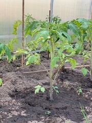 Tomato seedlings grow in a greenhouse. Growing a tomato. Seedling tomato in the soil close-up. Garden and vegetable garden concept.