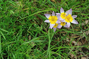 Ein kleiner Strauß hell lila-gelbe wilde Tulpen auf eine wilde Wiese mit grünen Gras.