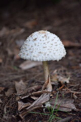 mushroom in the woods