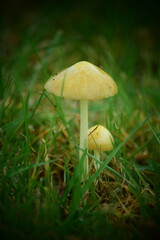 two mushrooms in the grass