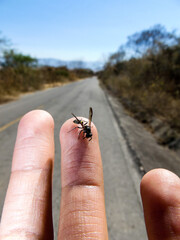 Abeja en la mano