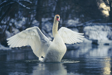 swan on the lake