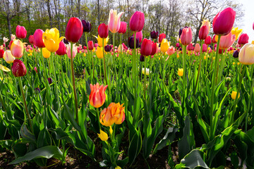 A low wide angle photograph of a field of tulips in the Springtime.