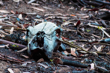 Cr&aacute;neo de una vaca