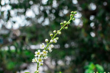 Florecimiento del Capulí 