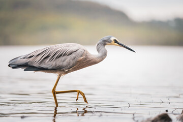 great blue heron ardea cinerea
