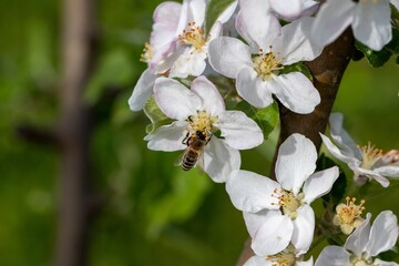 The bee collects nectar in the flowers of the apple tree