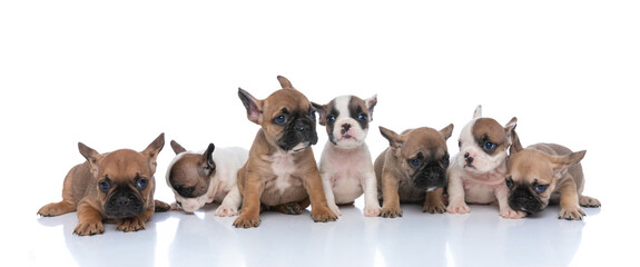 adorable team of little french bulldog puppies looking to side
