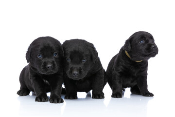 three young labrador retriever brothers looking up and side