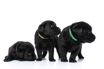 adorable little labrador retriever puppies looking to side