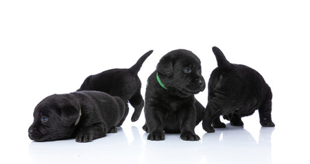 curious group of five little labrador retriever dogs sniffing and exploring