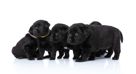 side view of curious small group of five puppies looking to side