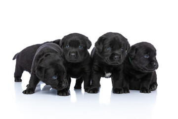 cute group of five little labrador puppies searching and exploring