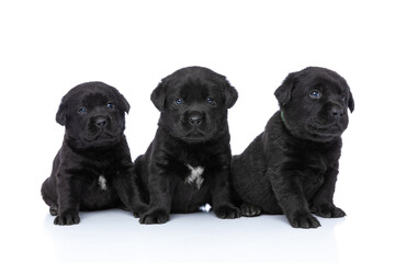 cute row of lovely labrador retriever dogs curiously looking up