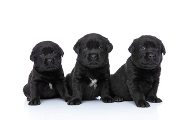 cute line of three labrador retriever puppies looking up