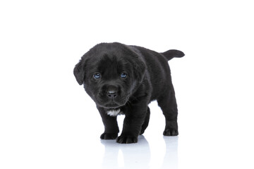 cute black labrador retriever puppy standing and looking to side