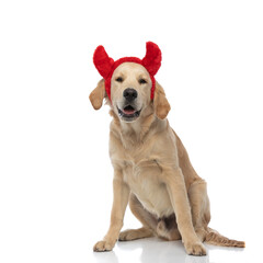 golden retriever dog wearing devil horns, panting and sitting