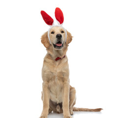 golden retriever dog panting, wearing bunny ears