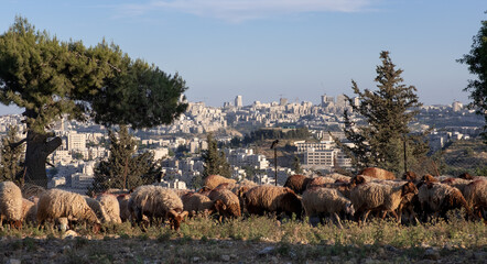 Flock of sheep grazing in a hill with Jerusalem City at the background.