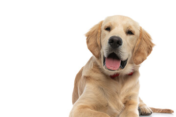 cute golden retriever dog feeling happy, sticking his tongue out