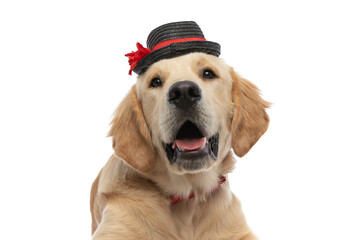 golden retriever dog wearing a hat and bowtie