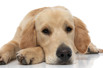 golden retriever dog resting his head on his paw