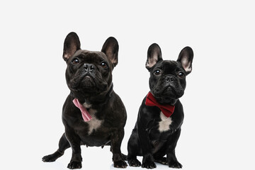 elegant french bulldog dogs wearing a bowtie