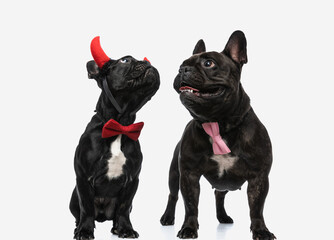 french bulldog dogs are wearing devil horns and bowtie