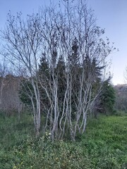 trees in the forest