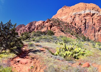 
Prickly pear cactus, Opuntia ficus-indica, Cliffs National Conservation Area Wilderness, Snow Canyon State Park Saddleback Tuacahn hiking trail, St George, Utah, United States. USA.
