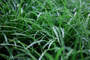 Green grass with the dew drops