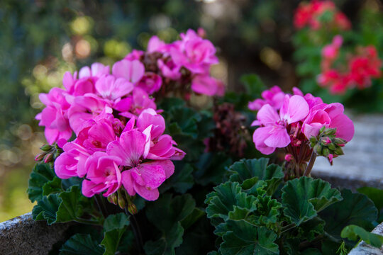 geraneo rosa