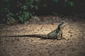 bearded dragon lizard