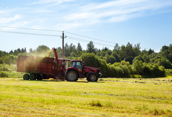 Hay harvesting in the field. The harvester collects the cut grass in the tractor trailer.