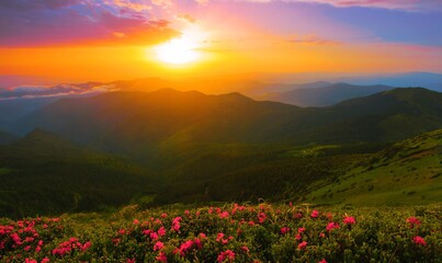 scenic summer dawn floral image, amazing mountains landscape with blooming flowers at morning sunrise, scenic nature scenery, Carpathians, border Ukraine - Romania, Europe , Marmarosy	