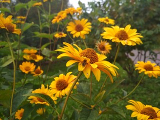 yellow flowers in the garden
