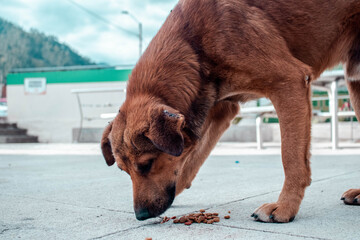 Alimentado a perros callejeros