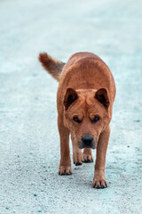Perro protegiendo su hogar
