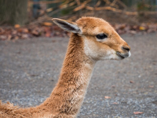Close-up portrait shot of a vicuna (Vicugna vicugna), a South American camelid and wild form of alpacas
