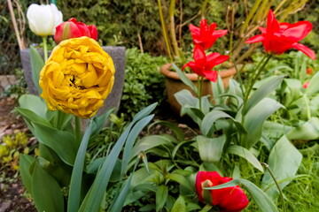 Multiplic, large yellow flower tulip in the garden 