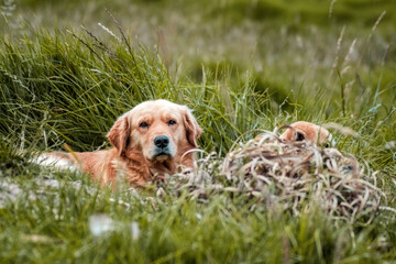 Perros descansado en la yerba 